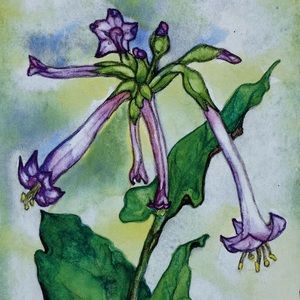 “Nicotiana” Watercolor Notecard